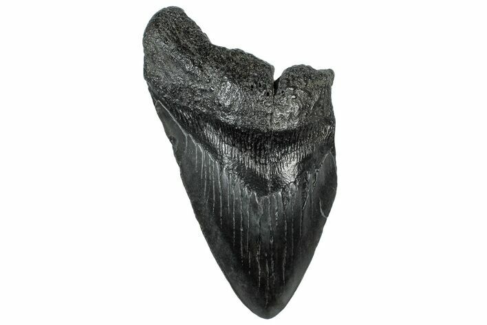 Partial Fossil Megalodon Tooth - South Carolina #300153